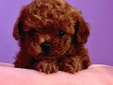 Eğitimli kore teacup Poodle yavrular