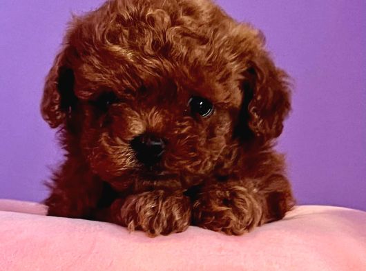 Eğitimli kore teacup Poodle yavrular