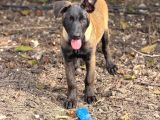 A Kalite Belçika Malinois