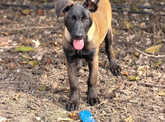 A Kalite Belçika Malinois görsel
