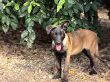 A Kalite Belçika Malinois