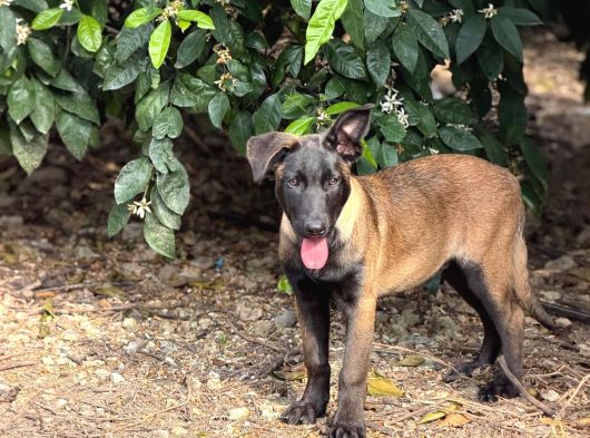 A Kalite Belçika Malinois görsel