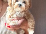 Tuvalet Eğitimli Kore Maltipoo Yavrular