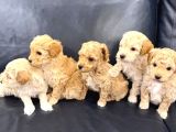 Veteri̇ner Kli̇ni̇ği̇nde Tesli̇m Malti̇poo Bebekler