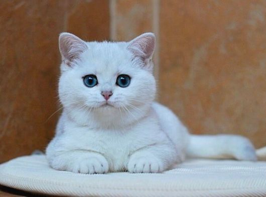Veteri̇ner Kli̇ni̇ği̇nden Tesli̇m Üst Kali̇te Bri̇ti̇sh Bebekler görsel