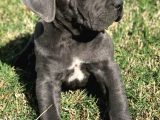 Aşili Ve Safkan Cane Corso Yavrularimiz