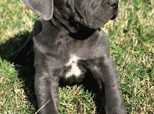 Aşili Ve Safkan Cane Corso Yavrularimiz görsel