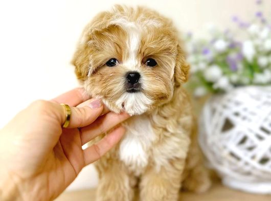 Tuvalet Eğitimli Kore Maltipoo Yavrular görsel
