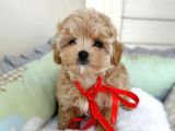 Tuvalet Eğitimli Kore Maltipoo Yavrular