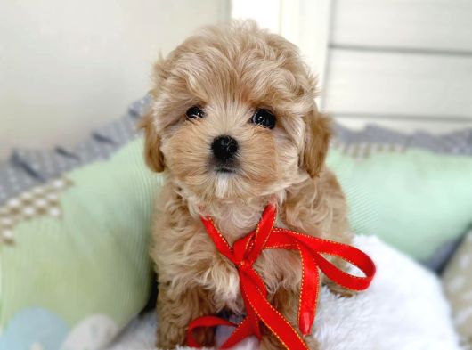 Tuvalet Eğitimli Kore Maltipoo Yavrular görsel