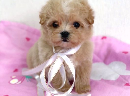 Tuvalet Eğitimli Kore Maltipoo Yavrular görsel