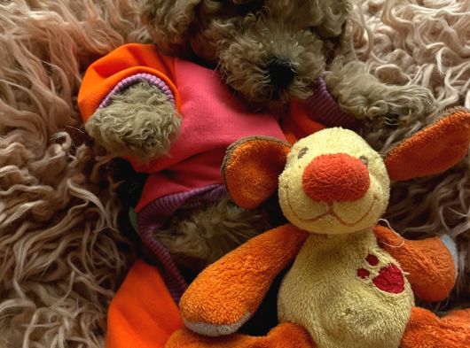 Toy Poddle Ped Eğitimli Bebeklerim Yeni Ailele Bekliyor görsel