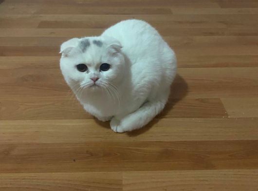 Scotish Fold Dişi Yavrularımız 4Aylık görsel