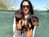 Doberman Yavrularım Yeni Ailelerini Bekliyor