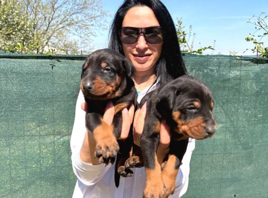 Doberman Yavrularım Yeni Ailelerini Bekliyor görsel