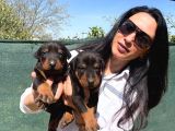 Doberman yavrularım yeni ailelerini bekliyor