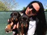 Doberman Yavrularım Yeni Ailelerini Bekliyor