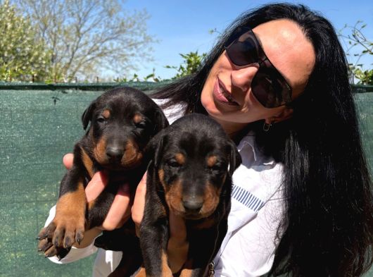 Doberman Yavrularım Yeni Ailelerini Bekliyor görsel