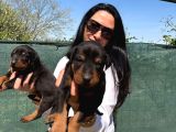 Doberman Yavrularım Yeni Ailelerini Bekliyor