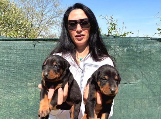 Doberman Yavrularım Yeni Ailelerini Bekliyor görsel