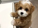 Tuvalet eğitimli kore maltipoo yavrular