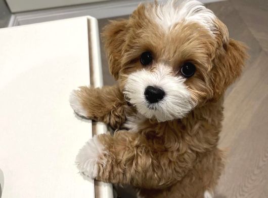 Tuvalet eğitimli kore maltipoo yavrular