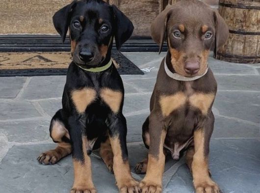 Şampi̇yon Soy Doberman Yavrularimiz görsel