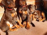 Şampi̇yon Soy Doberman Yavrularimiz