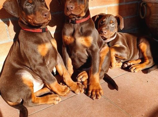 Şampi̇yon Soy Doberman Yavrularimiz görsel