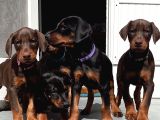 Şampi̇yon Soy Doberman Yavrularimiz