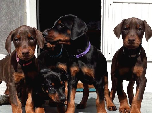 Şampi̇yon Soy Doberman Yavrularimiz görsel