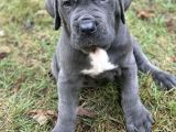 Aşili Ve Safkan Cane Corso Yavrularimiz