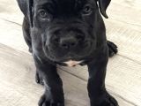 Aşili Ve Safkan Cane Corso Yavrularimiz
