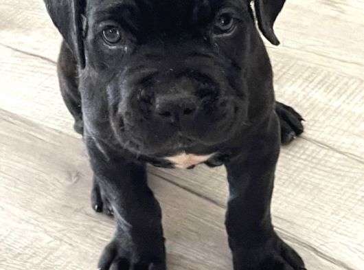 AŞILI vE SAFKAN CANE CORSO YAVRULARIMIZ