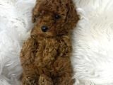 SAFKAN POODLE YAVRUMUZ BOBO
