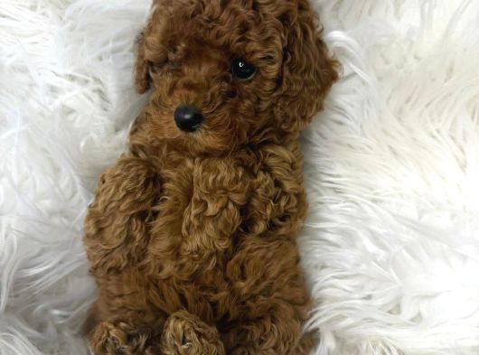 Safkan Poodle Yavrumuz Bobo