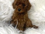 Safkan Poodle Yavrumuz Bobo