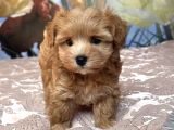 SAFKAN MALTİPOO YAVRUMUZ LİZA