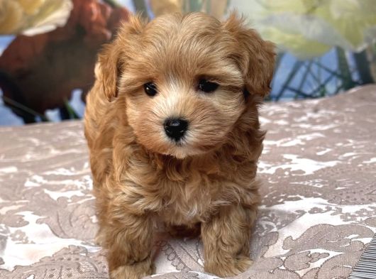 Safkan Malti̇poo Yavrumuz Li̇za