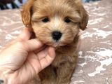 Safkan Malti̇poo Yavrumuz Li̇za
