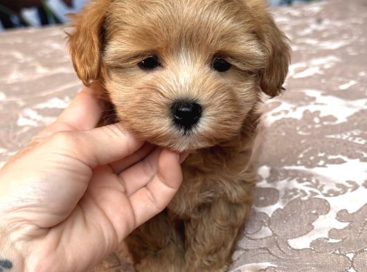 Safkan Malti̇poo Yavrumuz Li̇za görsel