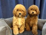STANDART POODLE YAVRULARIMIZ