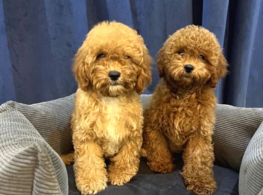 Standart Poodle Yavrularimiz
