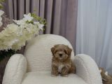 IRK GARANTİLİ MALTİPOO BEBEĞİMİZ