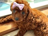 Kore Toy Poodle Dişi Yavrular