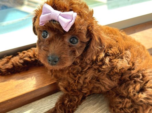 Kore Toy Poodle Dişi Yavrular