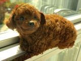 Kore Toy Poodle Dişi Yavrular