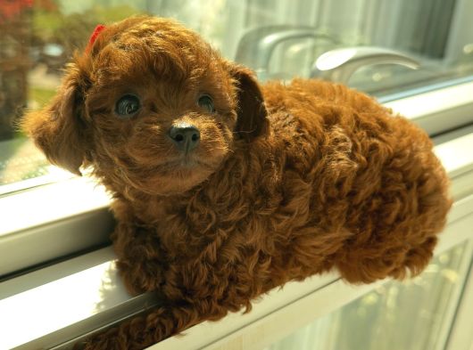 Kore Toy Poodle Dişi Yavrular görsel