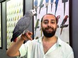 EĞİTİMLİ EVCİL KONUŞAN JAKO PAPAĞANI