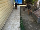 Safkan Alman Kurdu Yavruları